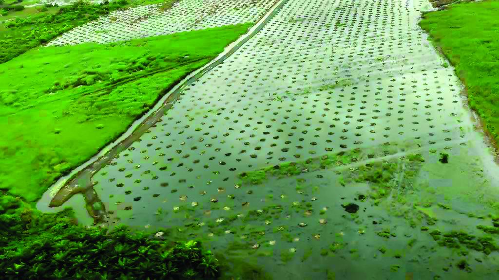 Pérdidas en cultivos por lluvias en Atlántida superan L20 millones