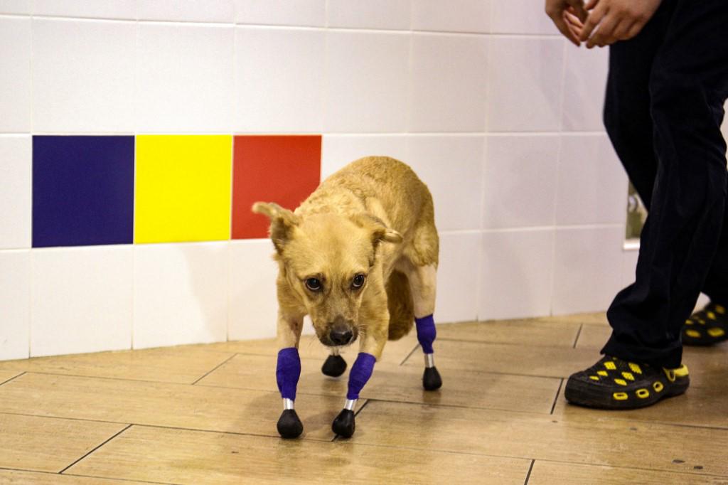Una perrita rusa vuelve a andar tras ponerle cuatro prótesis en las patas.