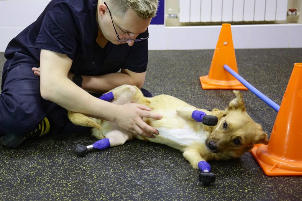 El veterinario Sergei Gorshkov atiende a Monika.