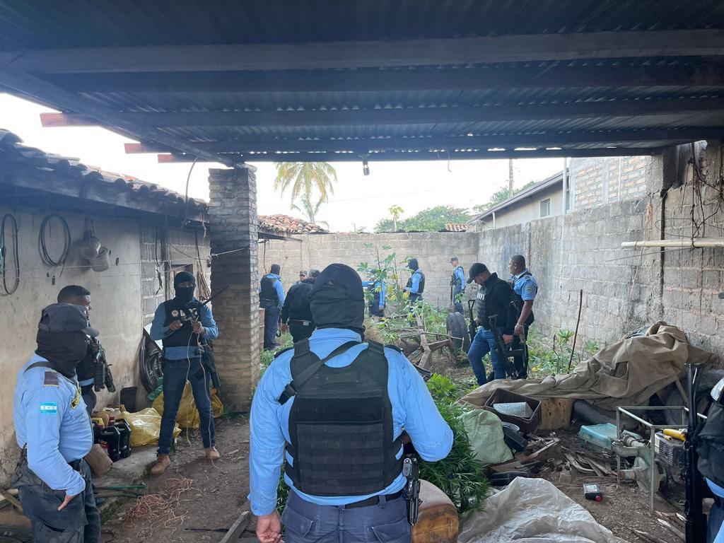Policía encuentra plantación de marihuana en Honduras
