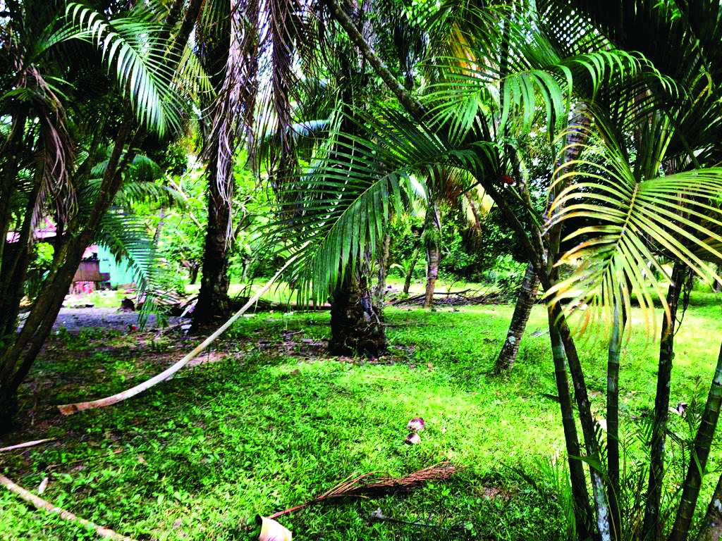 Fotografías tomadas antes de Eta y Iota y enviadas por los ciudadanos que solicitaron la réplica a este medio de comunicación.