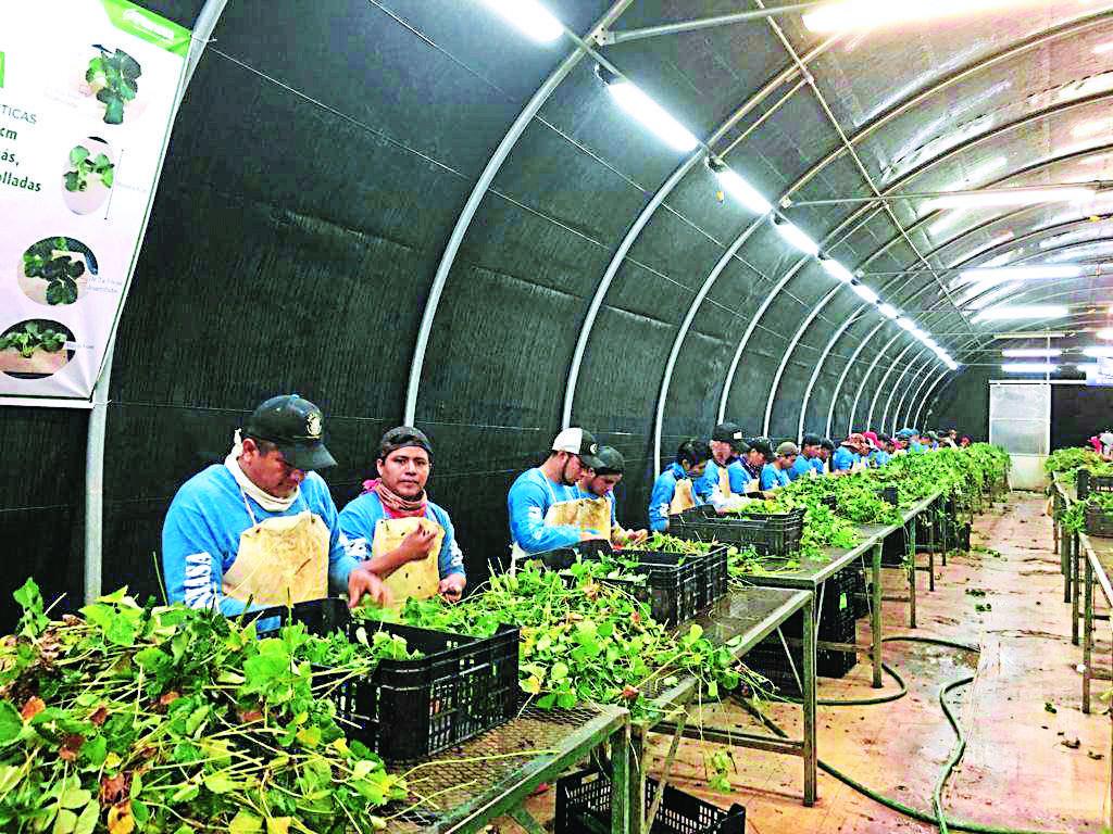 Unas 10,000 visas de trabajo temporal ofrece México a hondureños