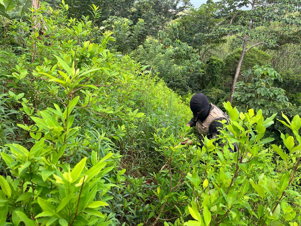 La plantación fue ubicada en la comunidad de Plan de Flores, Limón, departamento de Colón.