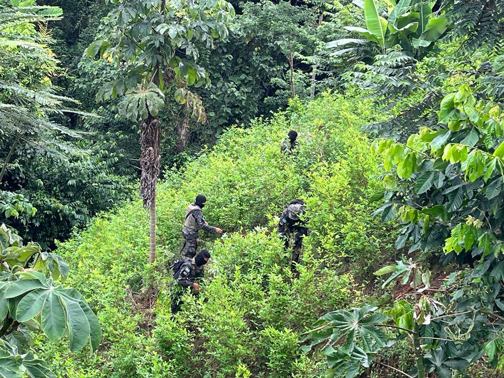 Aseguran al menos 30 mil arbustos de cocaína en Limón, Colón