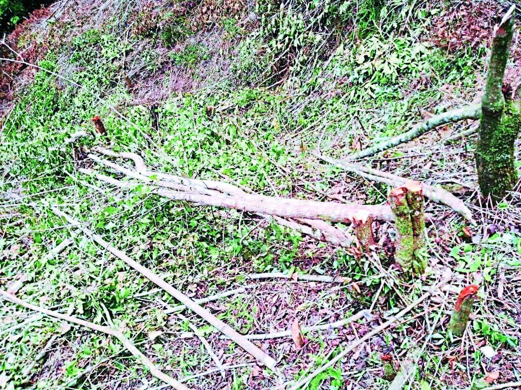 Alarmante deforestación en zona de reserva en occidente