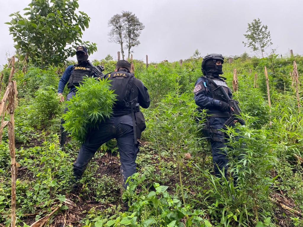 Agentes de la Policía en medio de la plantación.