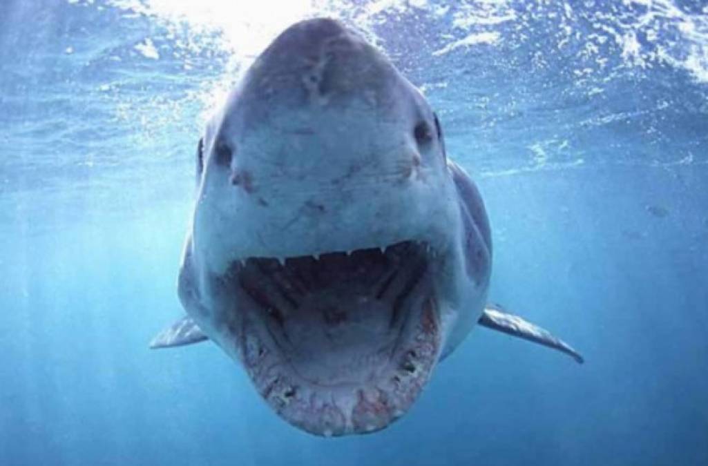 Turistas que se encontraban en Twilight Beach, observaron que un cuerpo era devorado por varios tiburones y reportaron este hecho a las autoridades.