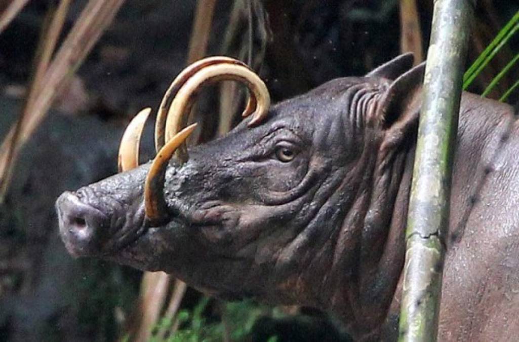 Ciervos cerdos<br/><br/>También llamados babirusas. Son familia de los cerdos y se encuentra en las islas indonesias de Sulawesi, Togian, Sula y Buru. Imagen: Coke Smith, cokesmithphototravel.com <br/>