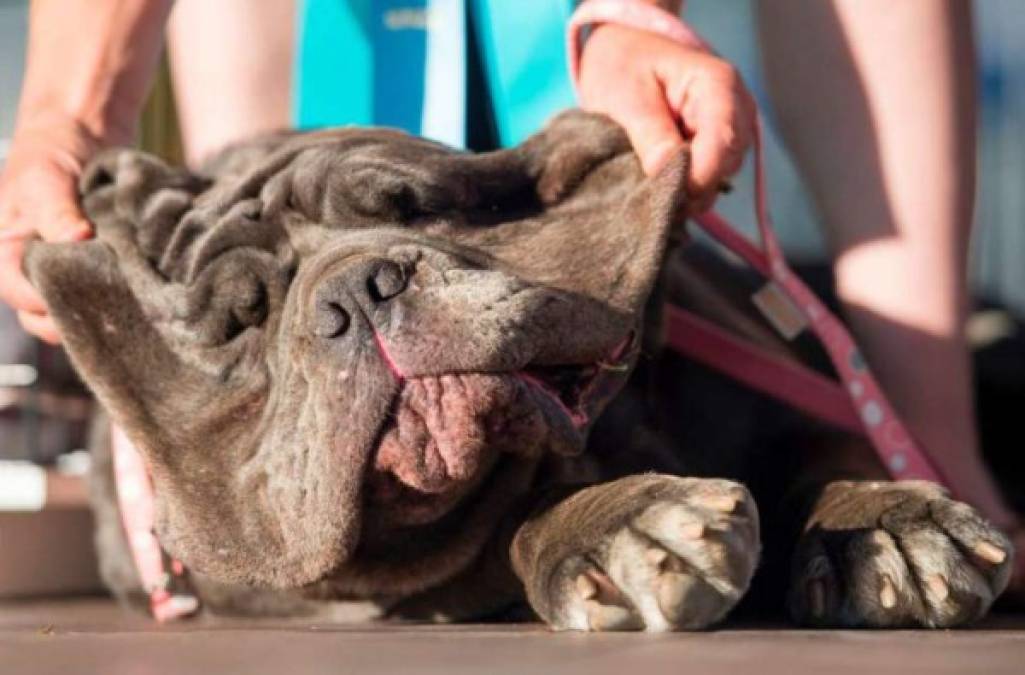 Zsa Zsa sucede à Martha, un mastín napolitano cuyos ojitos rojos y sus inmensas y arrugadas mejillas grises, que penden de orejas igualmente en caída, sedujeron al jurado el año pasado.