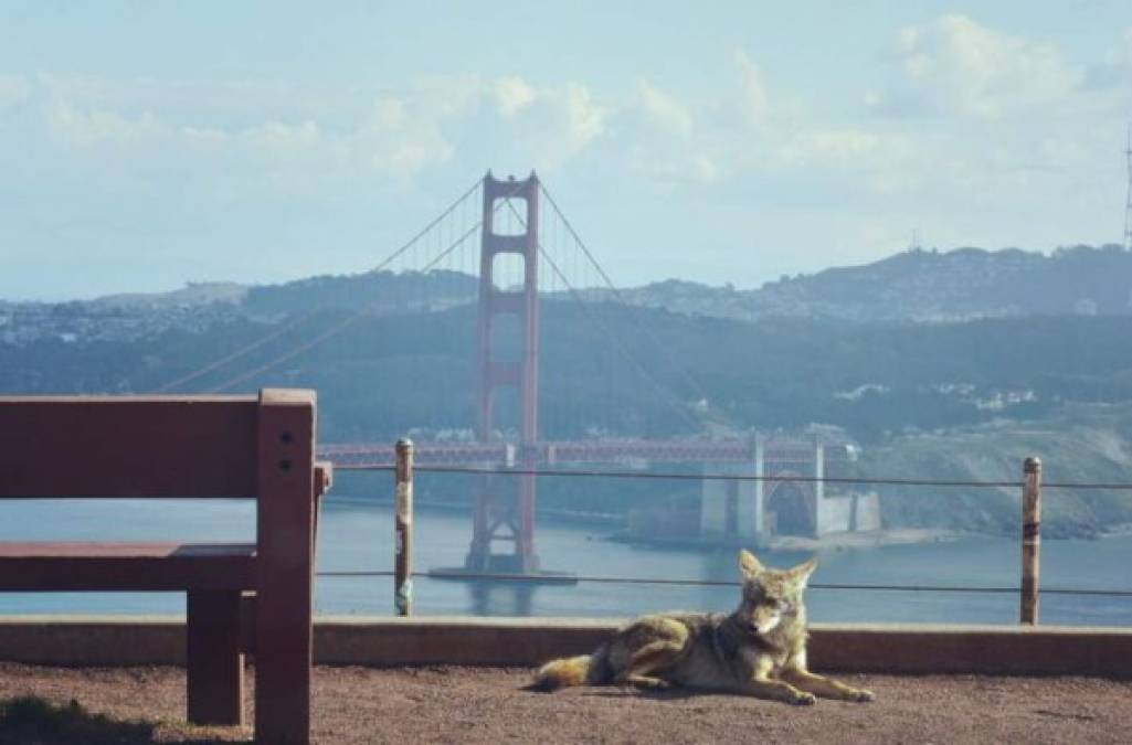 Imagen tomada de un coyote sobre el puente Golden Gate, en San Francisco.