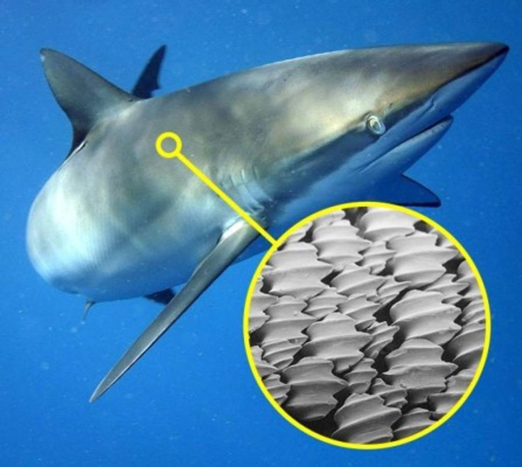 No hay nada más limpio que la piel de tiburón► Los tiburones son unas de las criaturas más limpias del planeta. Su piel está cubierta con una gran cantidad de 'irregularidades'. La superficie de estas irregularidades repele los microbios peligrosos y las infecciones por hongos.