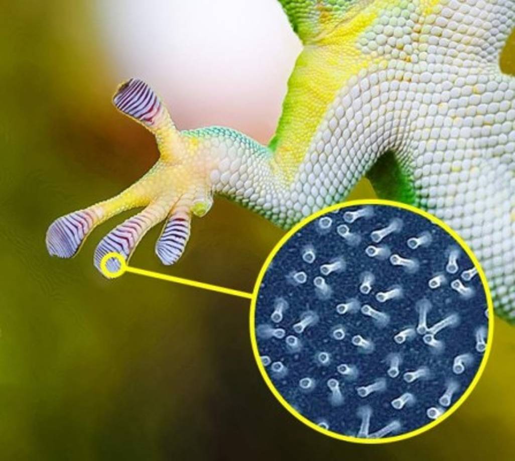 Los geckos saben controlar la gravedad► Las patas de los geckos están cubiertas con vellos diminutos que les permiten moverse básicamente por cualquier superficie.<br/>Cuando la gente supo 'el secreto' de los geckos, fue creado un pegamento que puede soportar un peso de 315 kg. Y los guantes de velcro que usan los escaladores y astronautas funcionan basados en el mismo principio que las patas de los geckos.