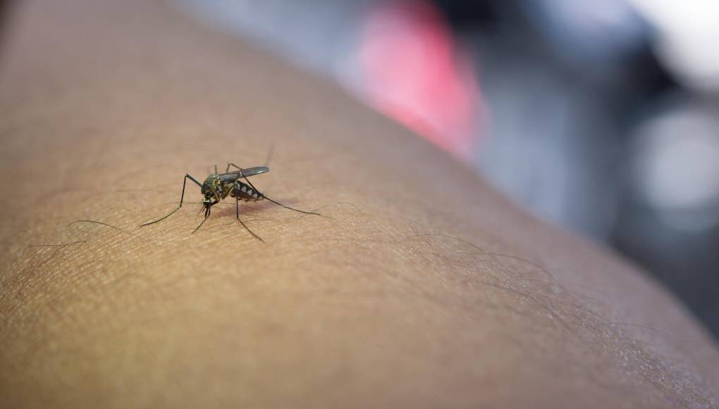 Cinco estrategias efectivas para prevenir el dengue