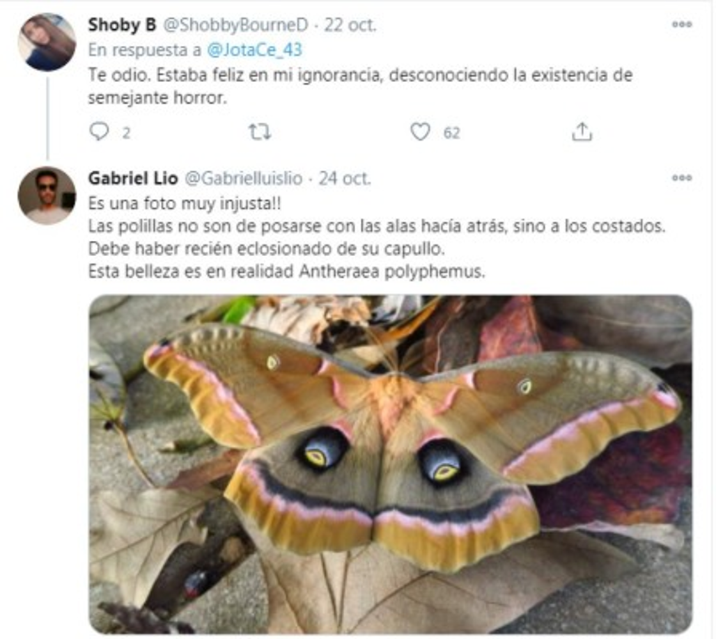 Esta polilla de color tostado puede llegar a medir 15 cm. La característica más notable de la polilla son sus grandes manchas de color púrpura en sus dos alas posteriores.
