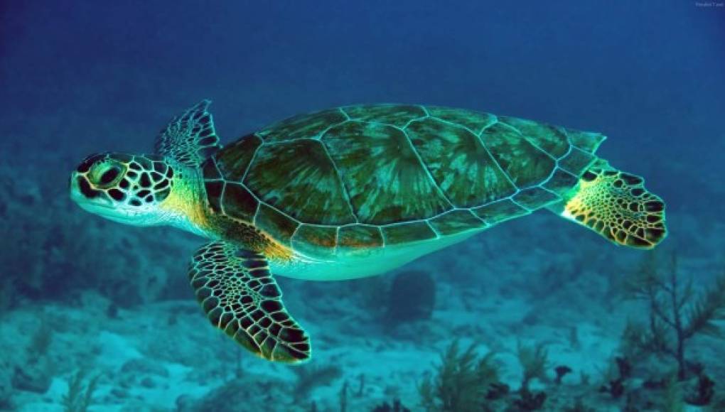Protegiendo a las tortugas marinas
