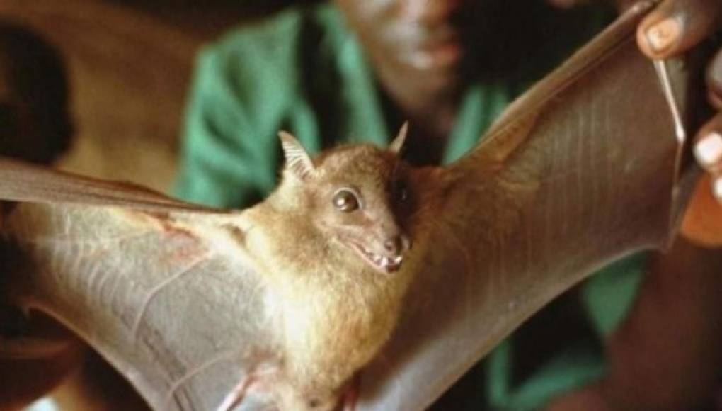 Un murciélago, posible desencadenante de la epidemia del ébola en África