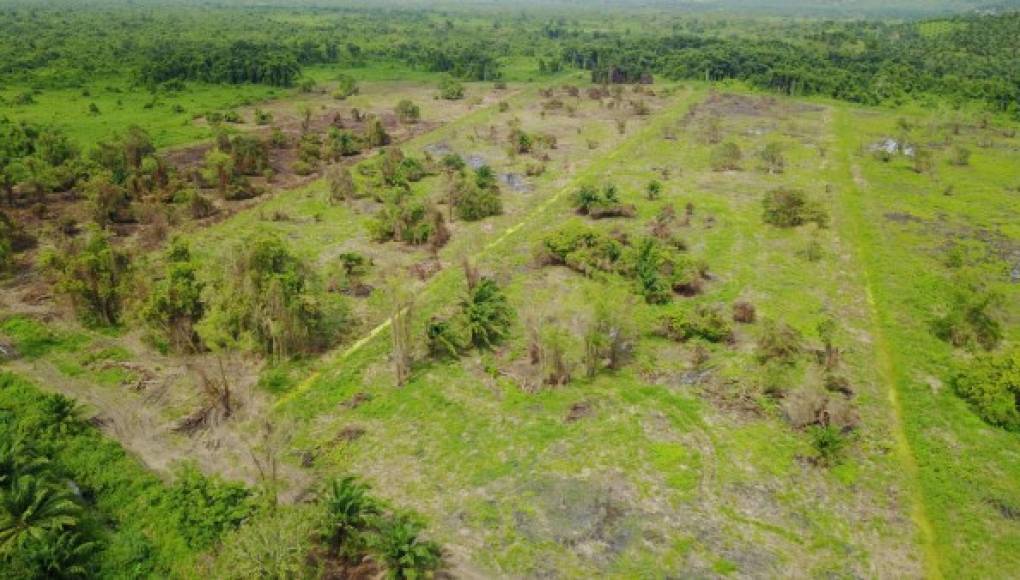 La palma aceitera devora más bosques de Honduras