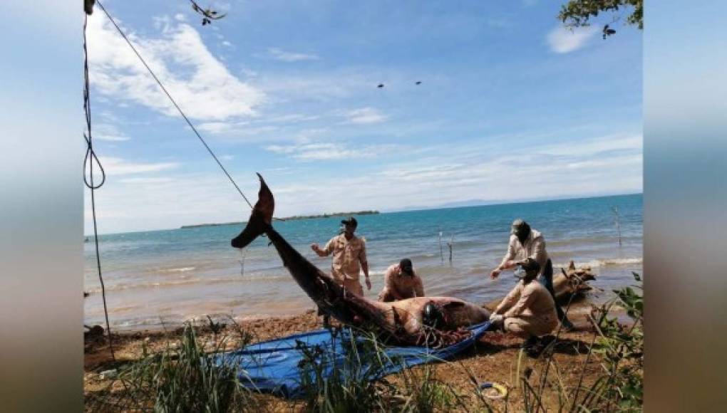 Entierran ballena encontrada muerta en Roatán, Islas de la Bahía