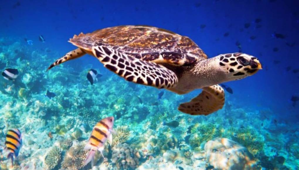 La tortuga Carey es una especie que engalana el mundo marino.