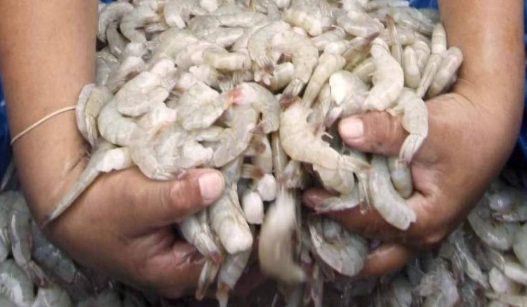 A pesar de la reanudación de exportación de camarón, muchos empleos se perderán