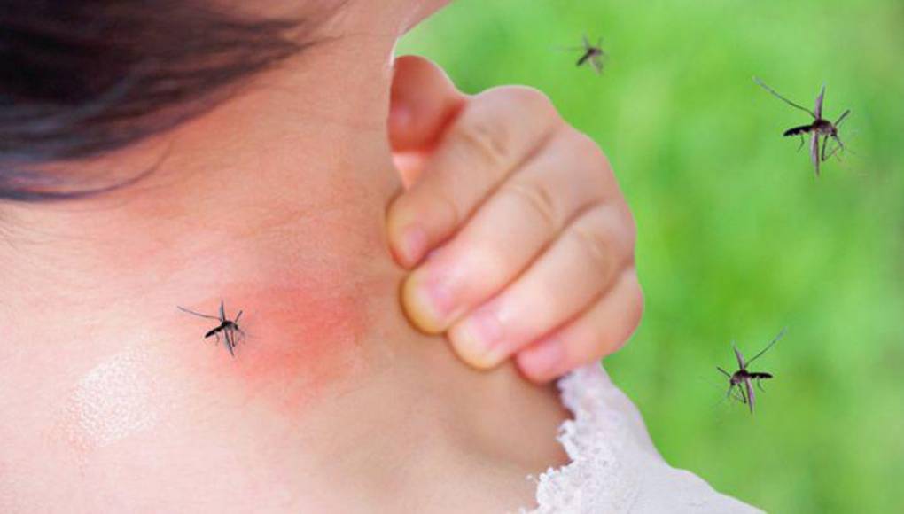 OPS alerta de récord de dengue en América Latina propiciado por cambio climático