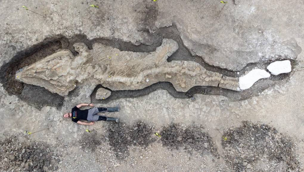 Hallan los restos fosilizados de un “dragón marino” en una reserva natural de Reino Unido