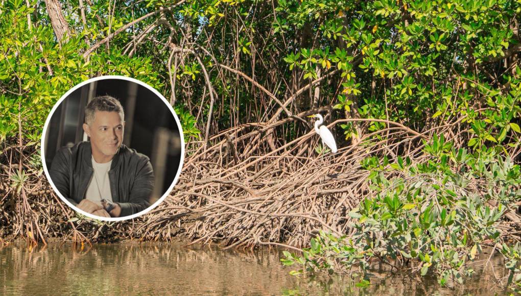 Alejandro Sanz apoyará reforestación de manglares en Honduras