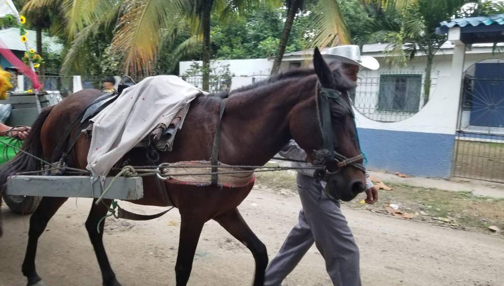 Don Omar guio a su caballo. “Está un poco chúcaro, por eso lo voy deteniendo”, se refirió entre risas este hombre de 66 años de edad, cuyo semoviente es el motor de su trabajo. 