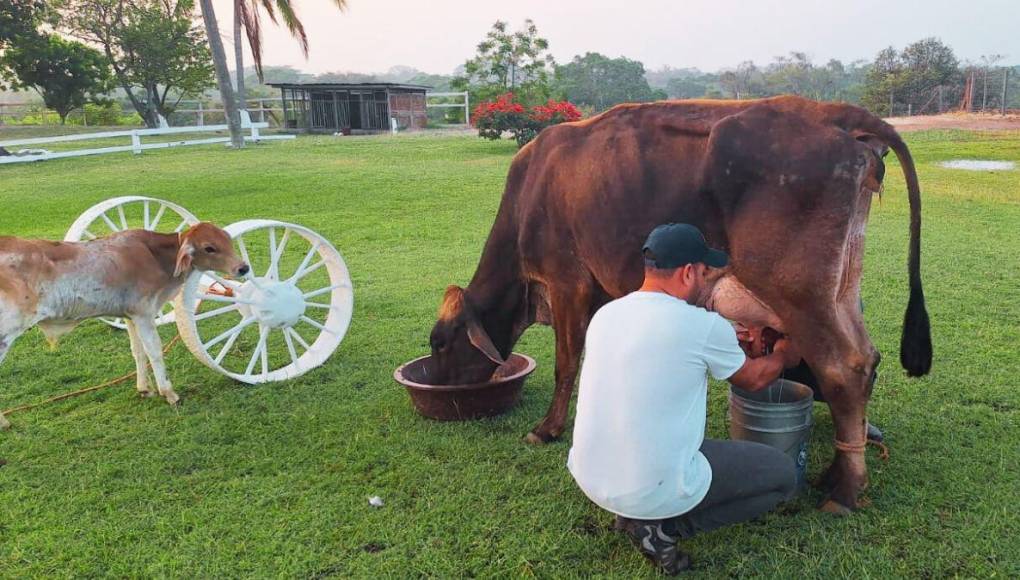 También puede realizar ordeño artesanal. Contáctelos al 9927-8644 / 93732776. El Rancho Sofía se localiza a 10 minutos del aeropuerto Palmerola. Si es amante de la ganadería, en esta finca tienen variedad de razas que puede apreciar y hasta adquirir. 