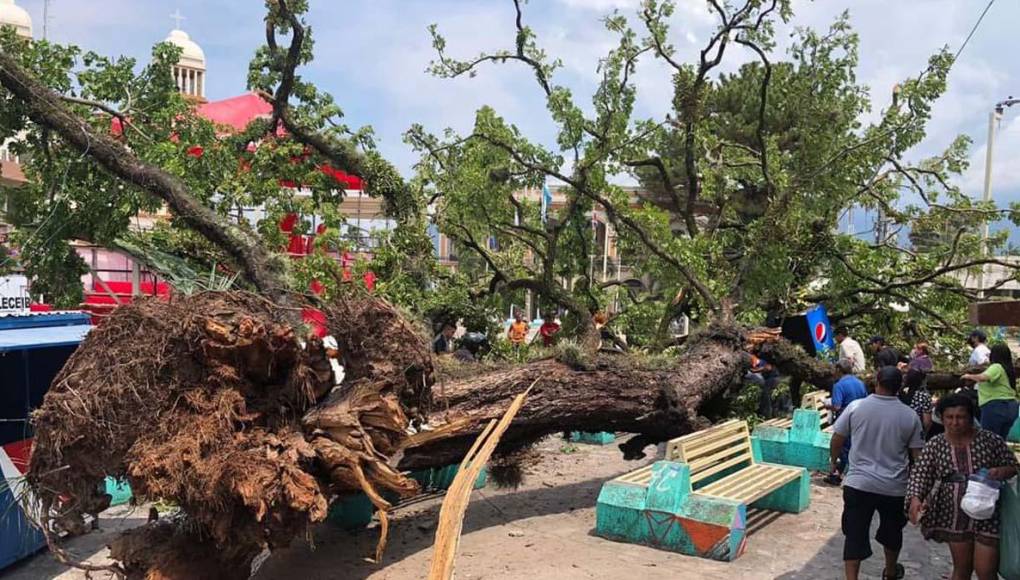 Cae árbol gigante sobre varias personas en el parque central de La Ceiba