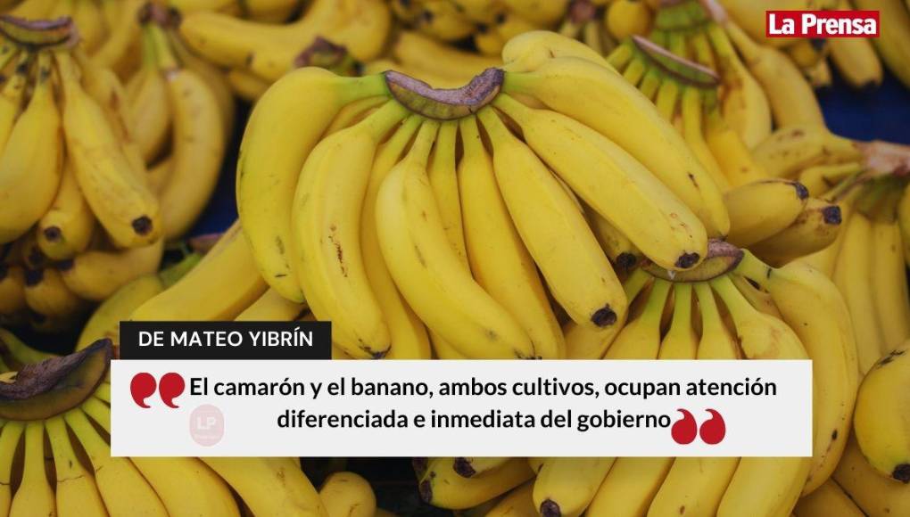 Las 20 frases de Mateo Yibrín sobre el rumbo de Honduras