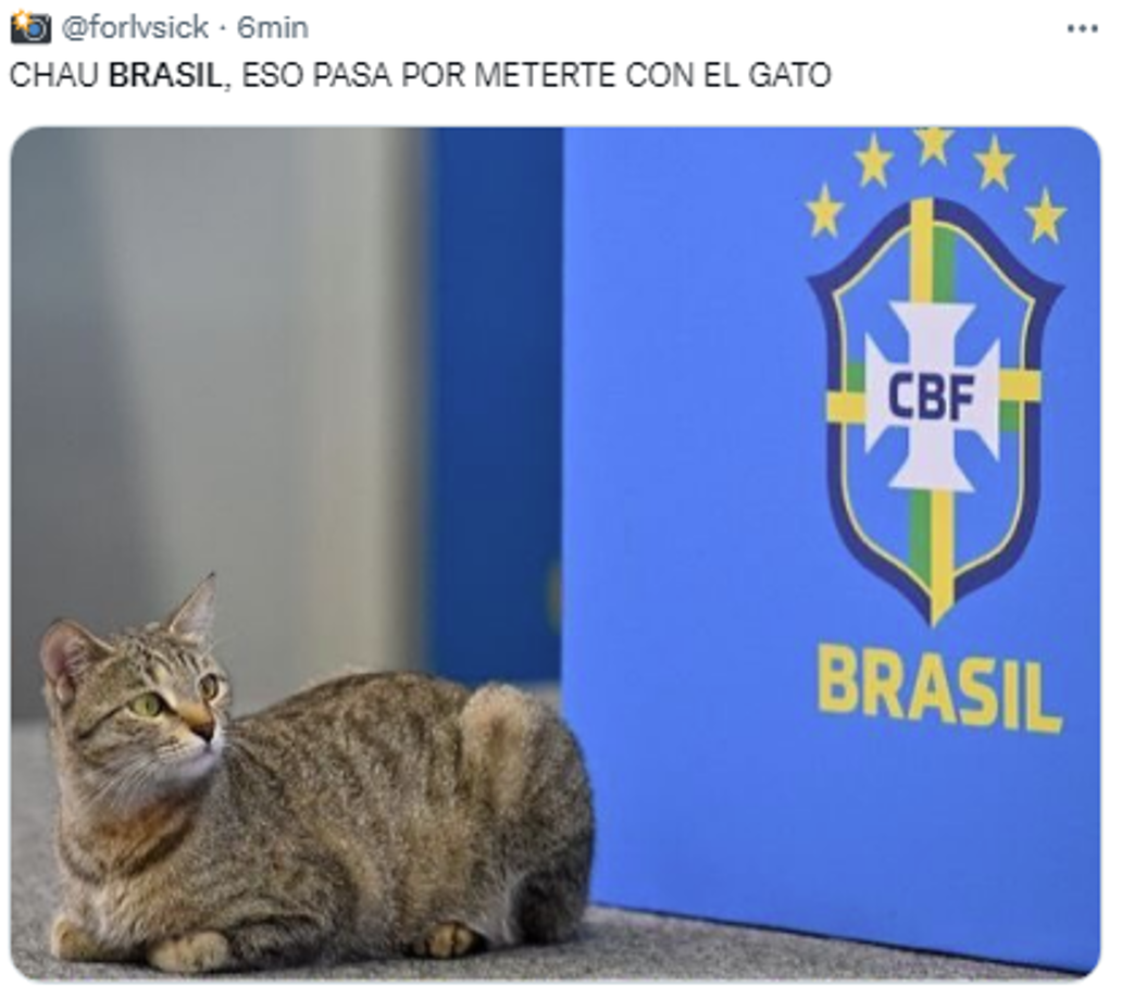 Los memes destrozan a Brasil tras eliminación: “La maldición del gato”