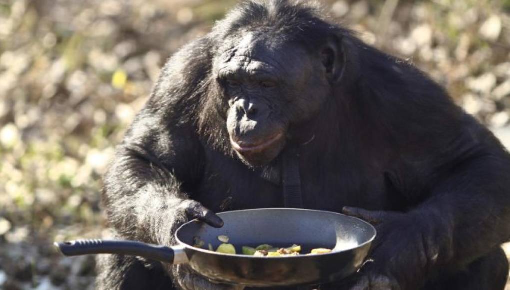 Los chimpancés saben cocinar