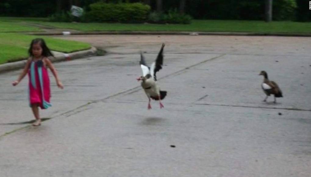 ¡Mamá pata al ataque!