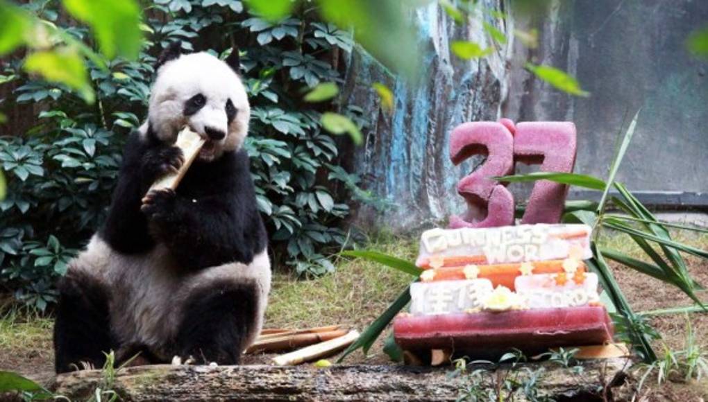 La osa panda más vieja del mundo