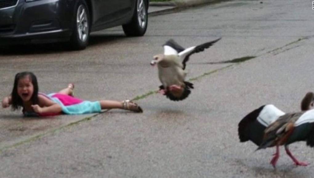 ¡Mamá pata al ataque!