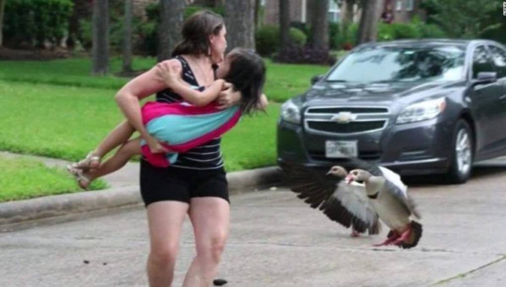 ¡Mamá pata al ataque!