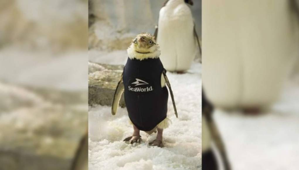 Pingüino recupera plumaje tras vestir un traje térmico