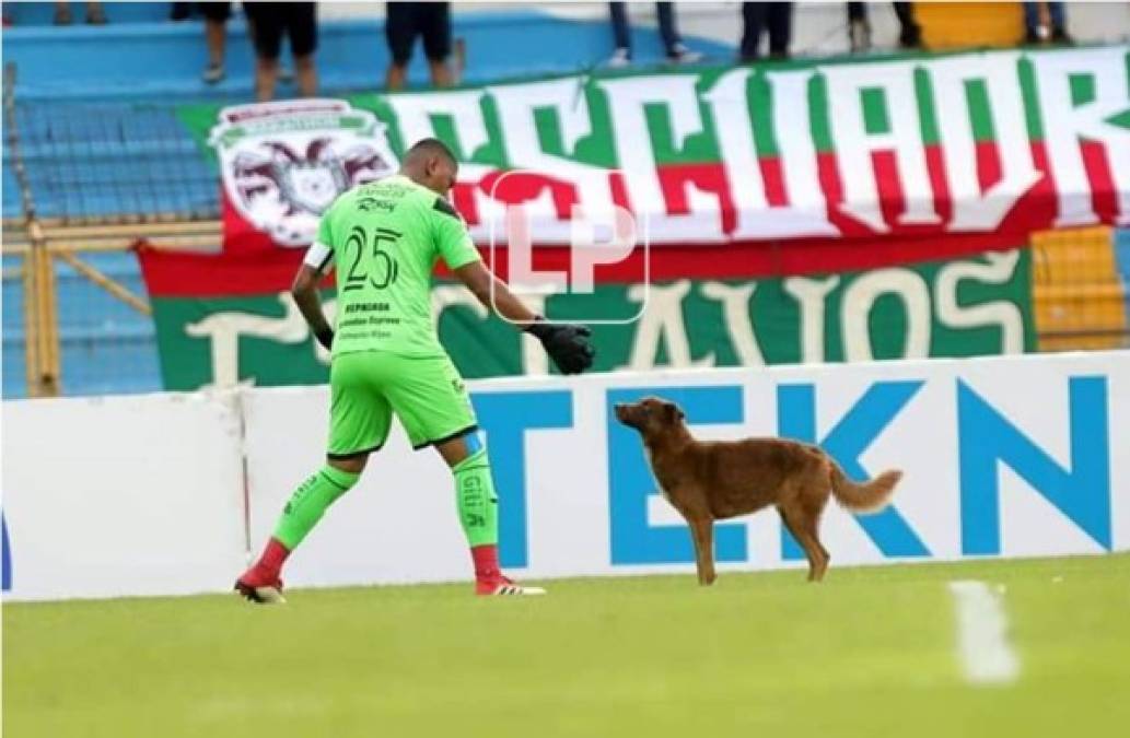 'Firulais' se robó el show. Este perro entró al campo, el portero Denovan Torres intentó sacarlo, pero lo terminó siendo mordido y mejor lo soltó.