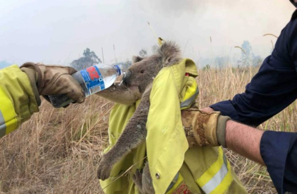 Otro dato que impacta es que se estima que 25 mil koalas han muerto producto de estos incendios.