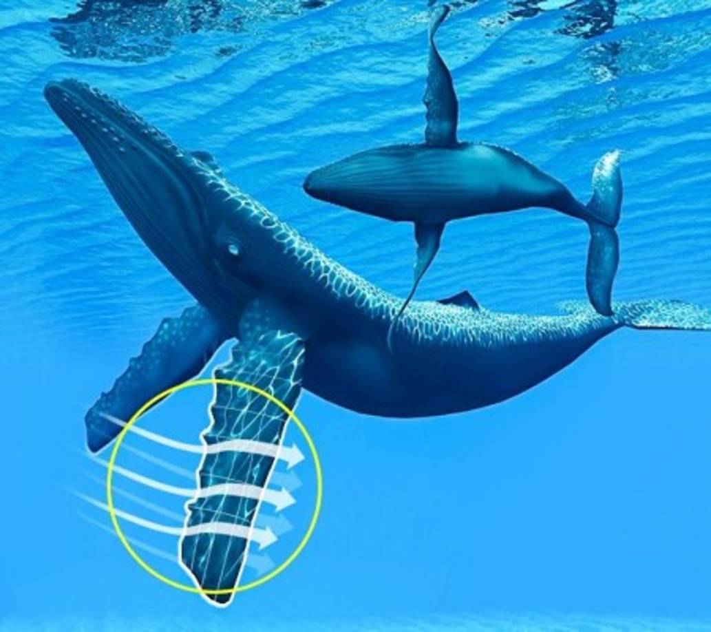 La ballena jorobada es muy ágil ► A pesar de su peso y tamaño, las ballenas jorobadas son criaturas muy ágiles.