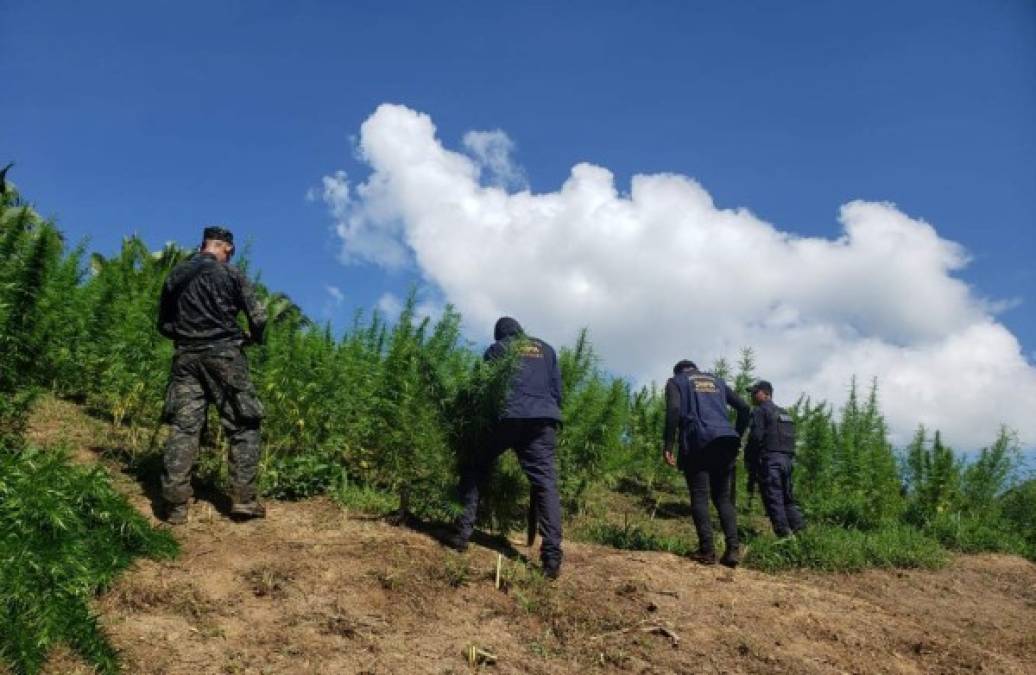 El pasado mes de agosto en Tocoa destruyeron más de 16,000 plantas de marihuana.