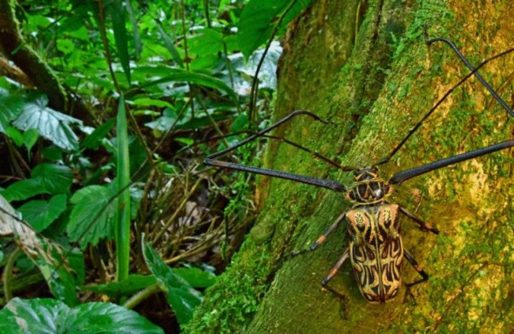 Otro de los insectos encontrados fue el escarabajo alerquín macho.