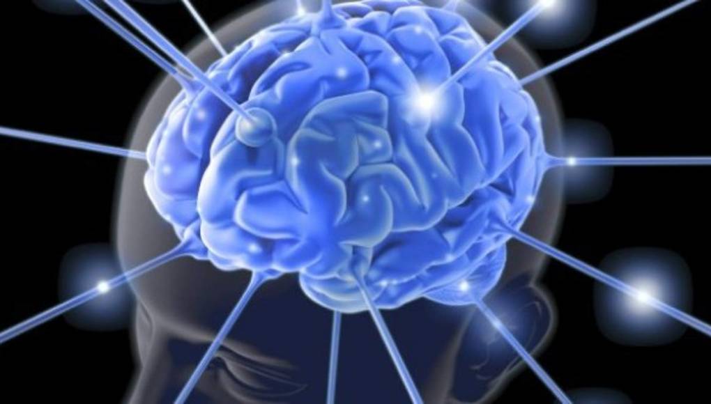 El cerebro humano tiene una red de conexiones casi ideal, según una investigación