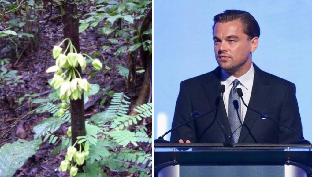 Nombran un árbol tropical en honor al actor y ambientalista Leonardo DiCaprio