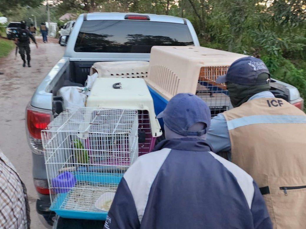 Animales exóticos decomisados este martes en allanamientos ejecutados en Copán.