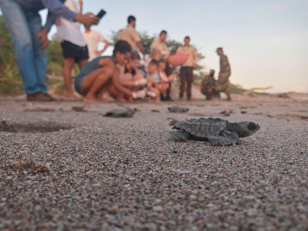 Liberan a 439 tortugas marinas en un refugio de vida silvestre de Nicaragua
