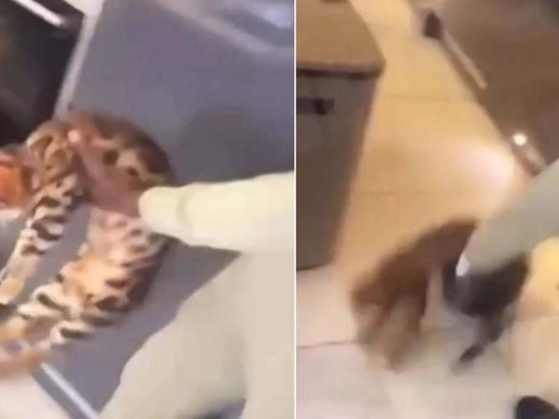 Kurt Zouma agredió brutalmente al gato e inmediatamente ha sido duramente cuestionado.