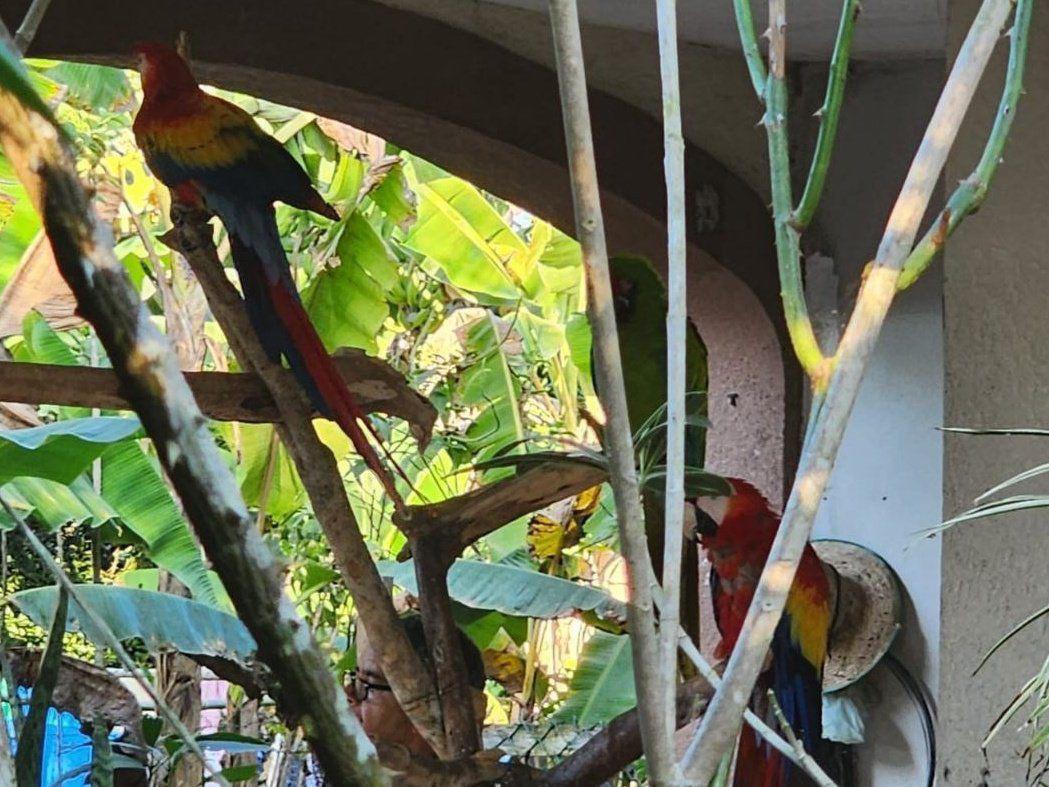 Decomisan guaras y un venado cola blanca en allanamientos en Copán