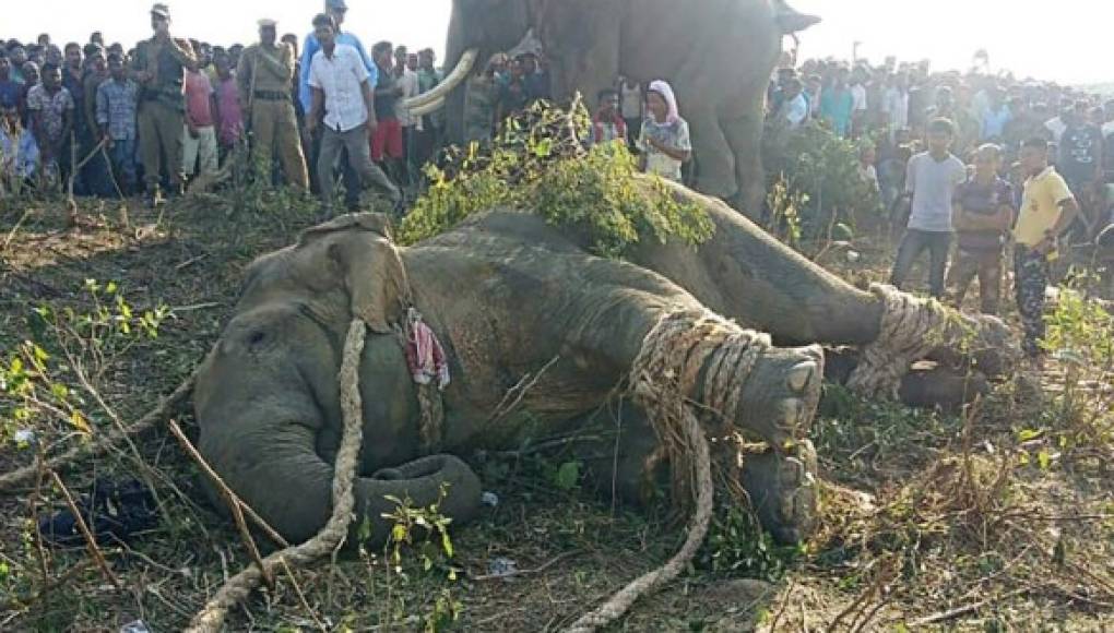 India: Capturan al elefante 'Bin Laden' después de matar a 5 personas
